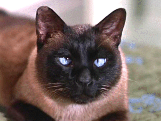 or did we get sold defective cats?