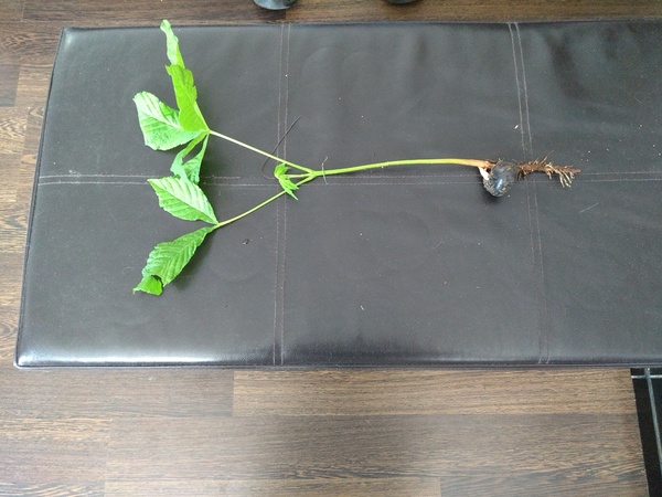 What plant is this?