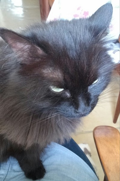 What's your DCat up to today? Episode 6, Return of the... Cats?