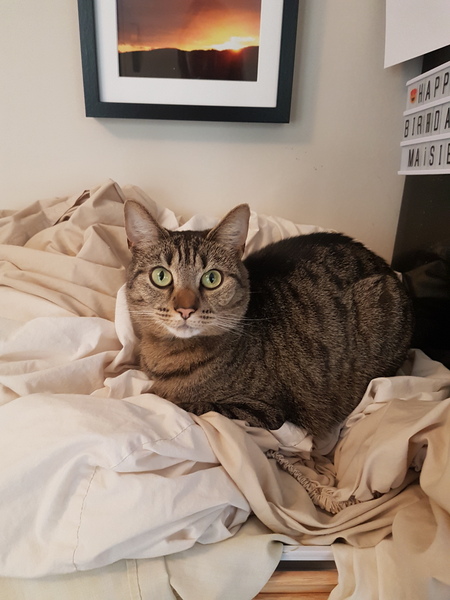 What's your DCat up to today? Episode 6, Return of the... Cats?