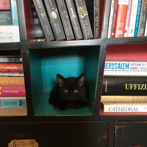 Meet Enid