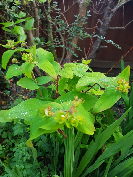 Something stinks in my undergrowth!