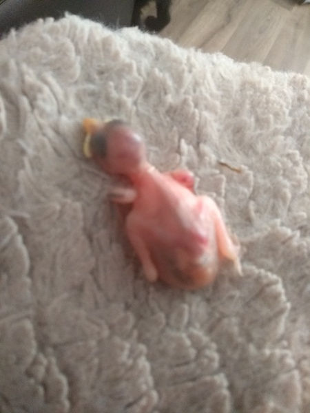 Puppy Survival Thread Part 6