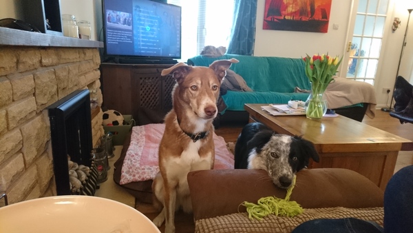 Dog play going too far