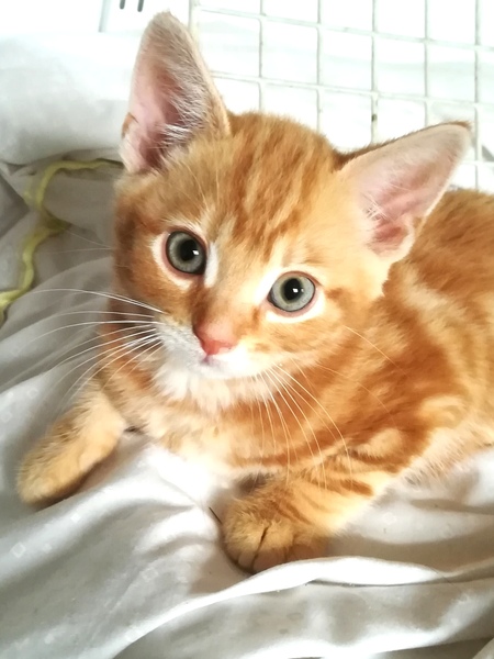 Ginger is the new black