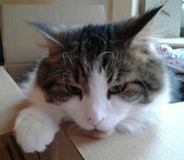 Why doesn't anyone want my cat?