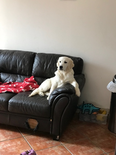 Puppy Survival Thread Part 6