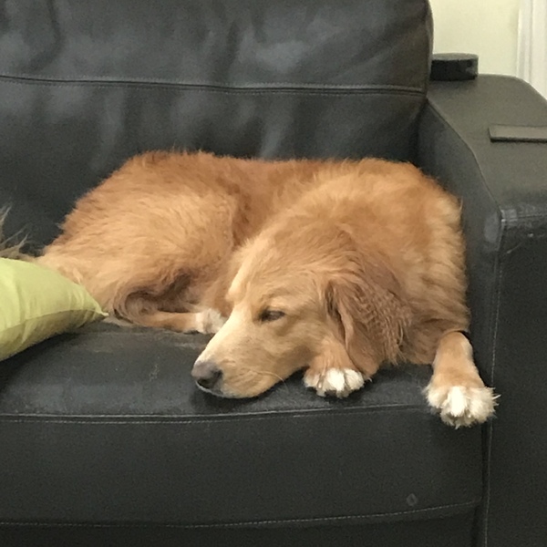 Reassurance during thunderstorms?