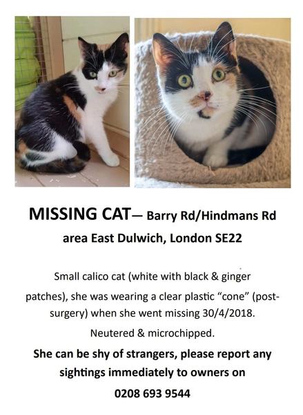 Missing cat in East Dulwich SE22