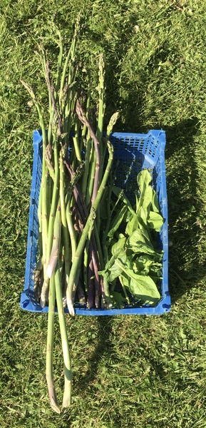 Allotment/Veg Patch Thread 12! Plotmenters hoping for better weather