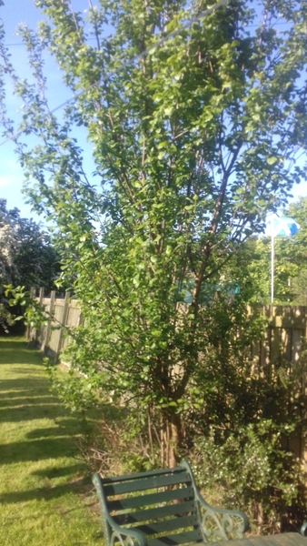 Can someone tell me what this tree is please