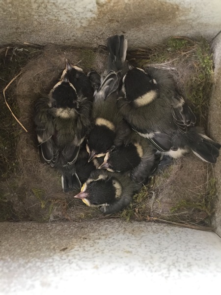 It's baby bird hunting season - any advice?
