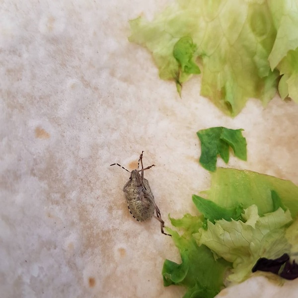 Live bug in my pre packed sandwich - AIBU?