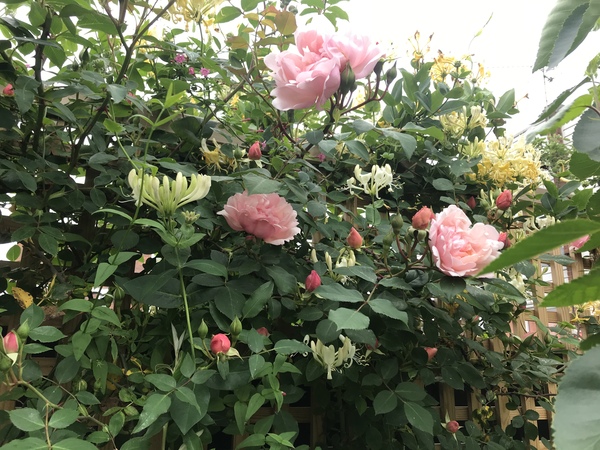 Garden Makeover Thread