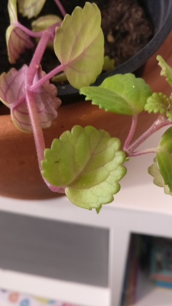 Can you identify this indoor? plant