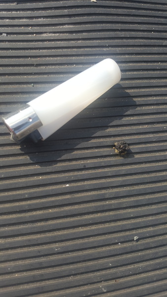 Can you identify this animal poo? Warning! Pic included.