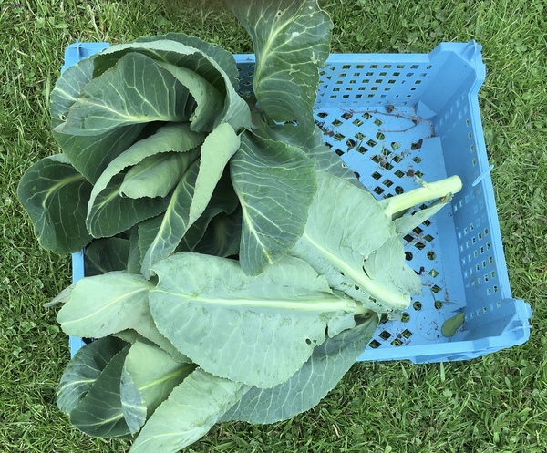 Allotment/Veg Patch Thread 12! Plotmenters hoping for better weather