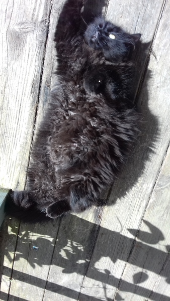 What's your DCat up to today? Episode 6, Return of the... Cats?