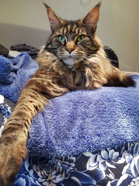 Why doesn't anyone want my cat?