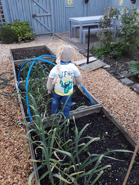 Allotment/Veg Patch Thread 12! Plotmenters hoping for better weather