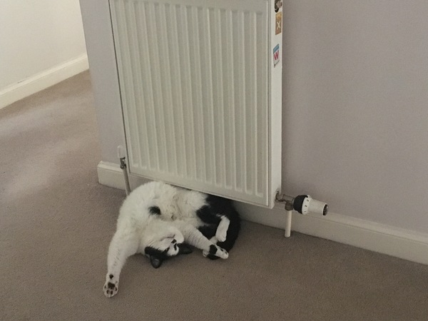 .. to be jealous of my cat..