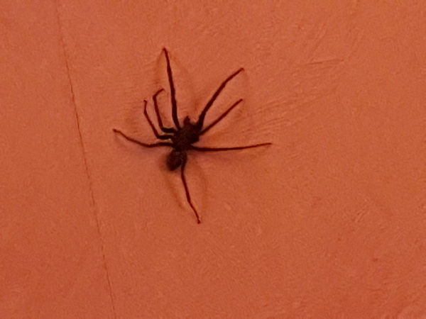 To have put him outside for trying to get in my bed (warning - spider pic)
