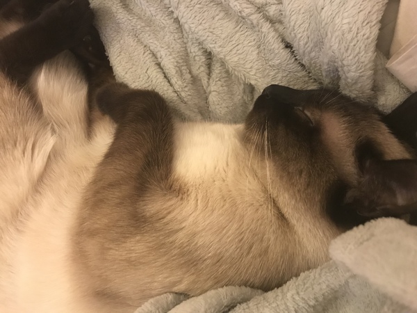 .. to be jealous of my cat..