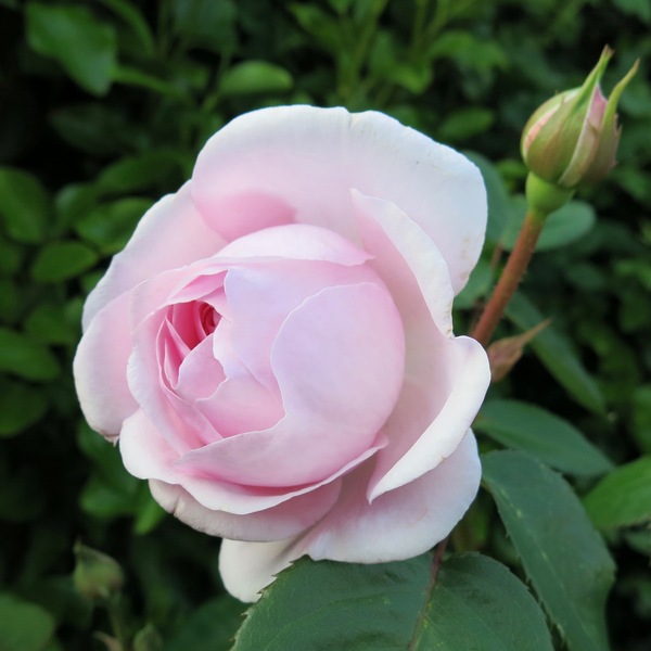 Rosa Gentle Hermione in part shade