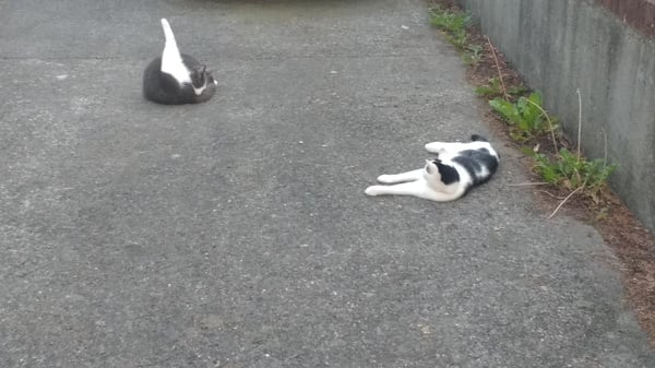 What's your DCat up to today? Episode 6, Return of the... Cats?