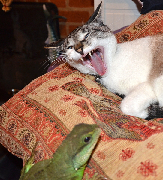 or did we get sold defective cats?