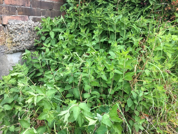 Plant or weed?