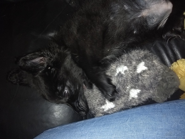 Puppy Survival Thread Part 6