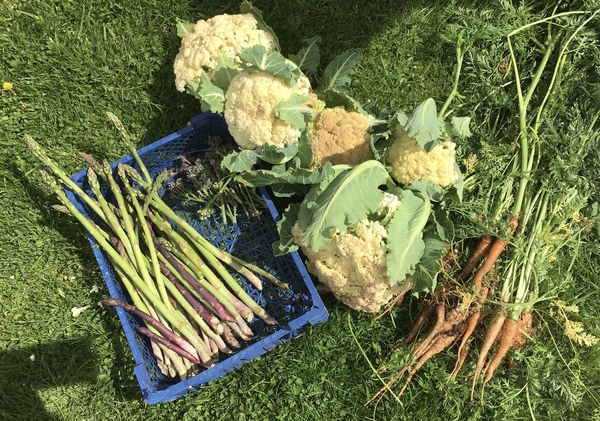 Allotment/Veg Patch Thread 12! Plotmenters hoping for better weather