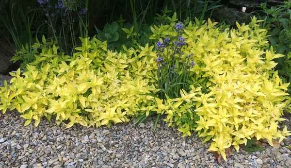 Plant ID please