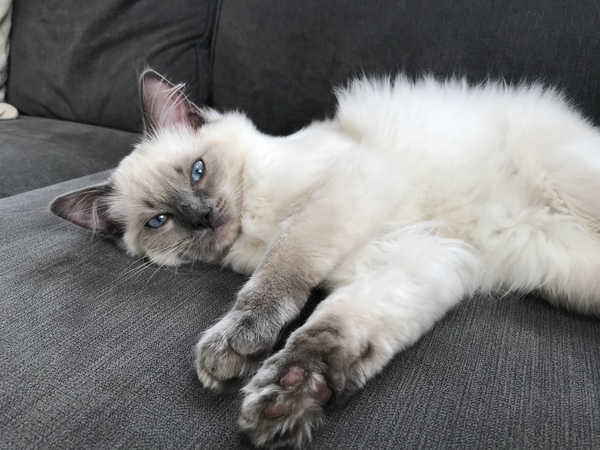 I love my new kittens
