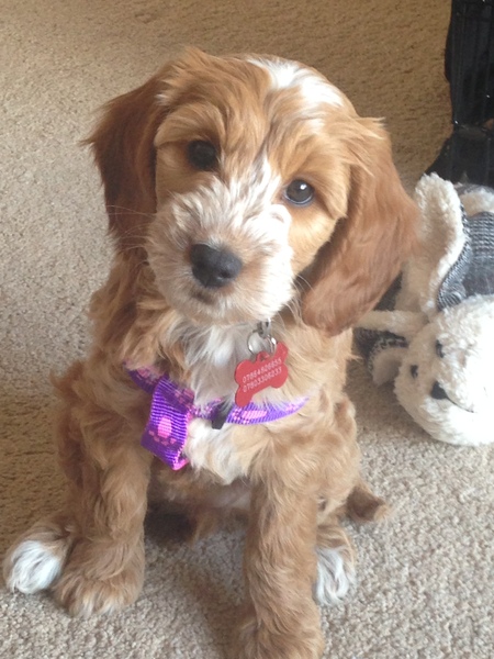 Tips for surviving puppy motherhood? 🐶