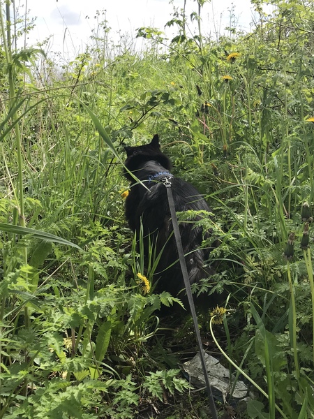 Can I realistically turn an outdoor cat into an indoors?