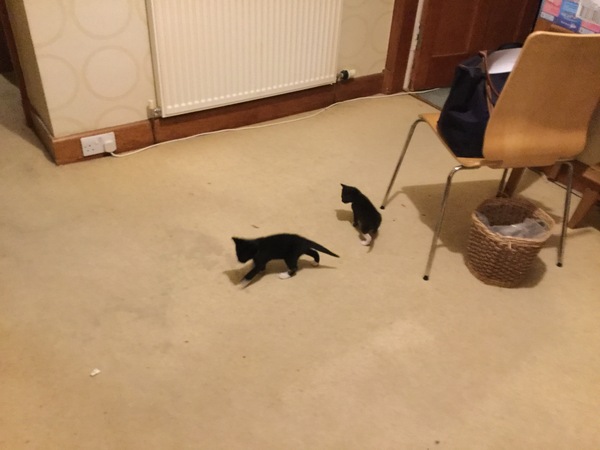 New fosters about to arrive