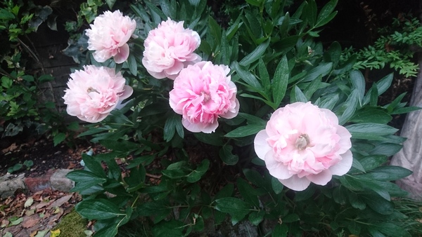 Show off your peonies!