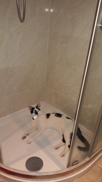 Shower with cat in the bathroom