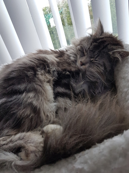 We have a cat. I feel like a terrified new parent.