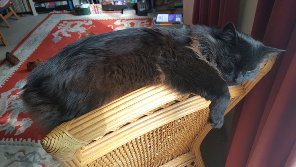 What's your DCat up to today? Episode 6, Return of the... Cats?