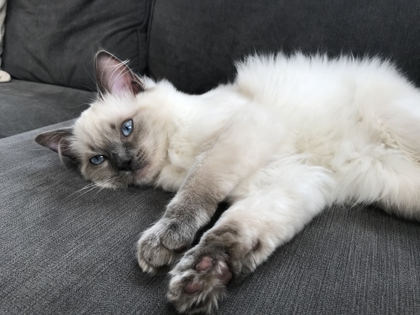 We have kittens!