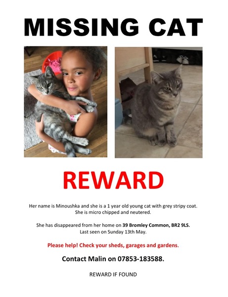 Missing cat
