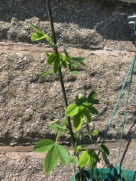 Identify this plant