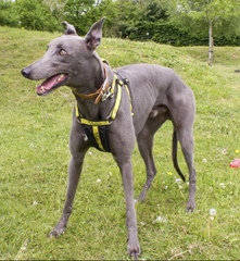 Considering rehoming a dog from a rescue... any tips? Advice?