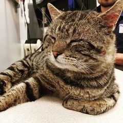 Stray Cat