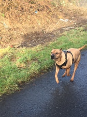 Alfie is being PTS tomorrow. I’m heartbroken.