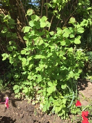 What is this please before i cut it down?
