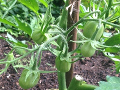 Allotment/Veg Patch Thread 12! Plotmenters hoping for better weather